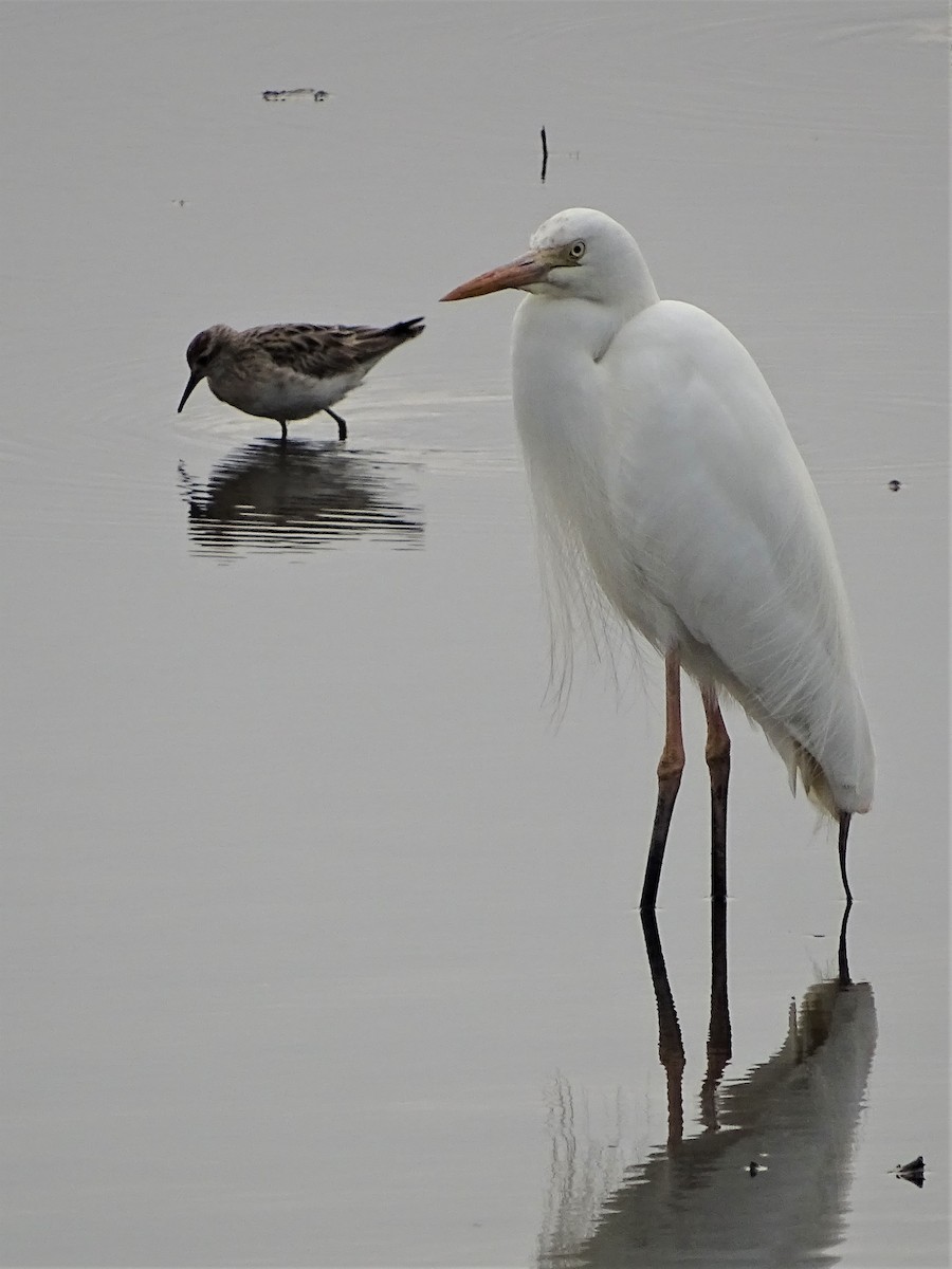 Great Egret - Richard Murray