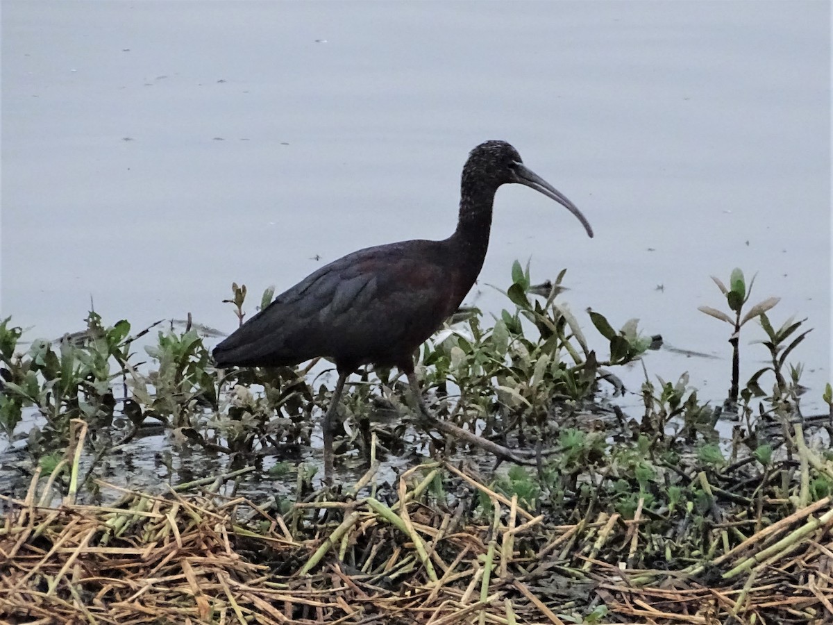 ibis hnědý - ML196323481