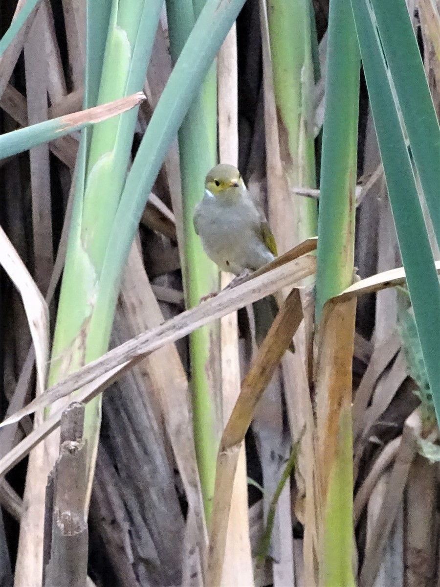 White-plumed Honeyeater - ML196323531