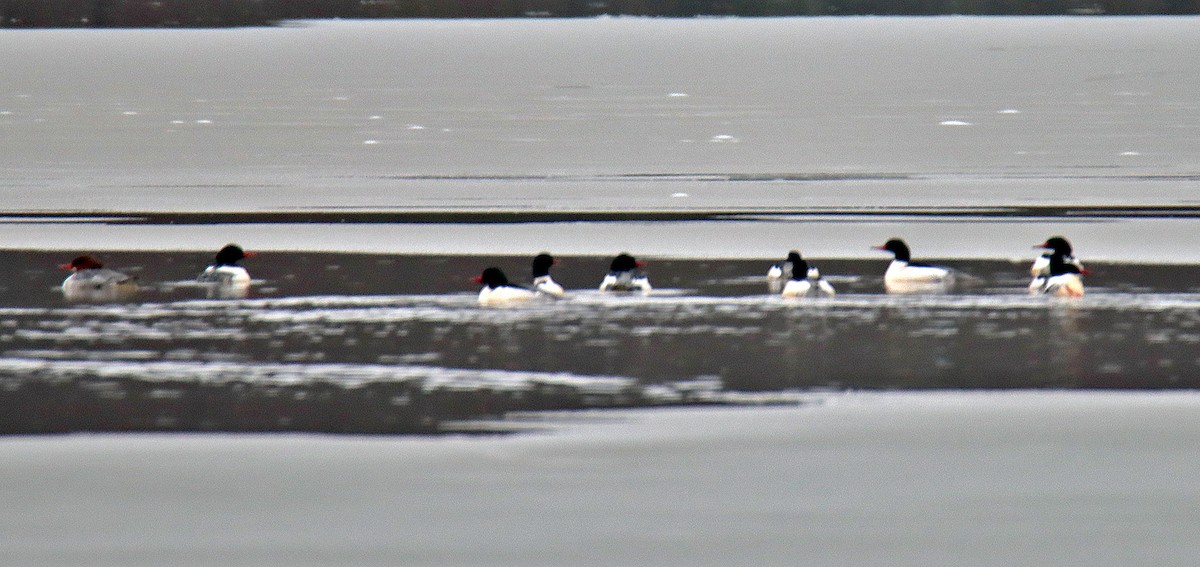 מרגון גדול - ML196323991