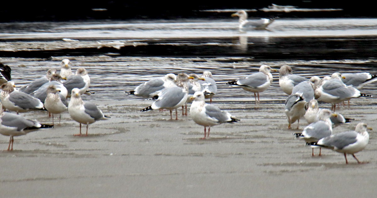 שחף מערבי - ML196324021