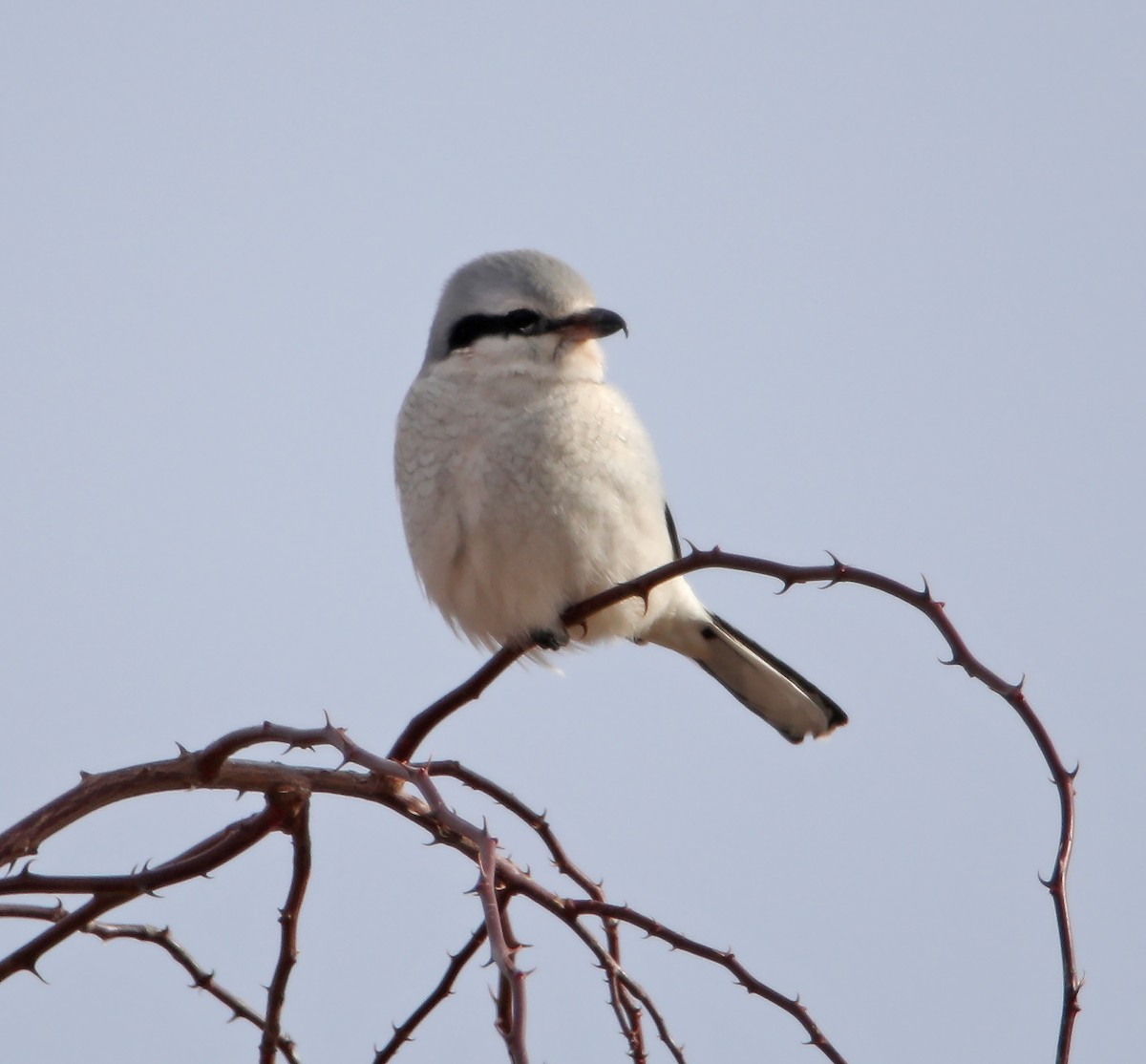 Northern Shrike - ML196324141