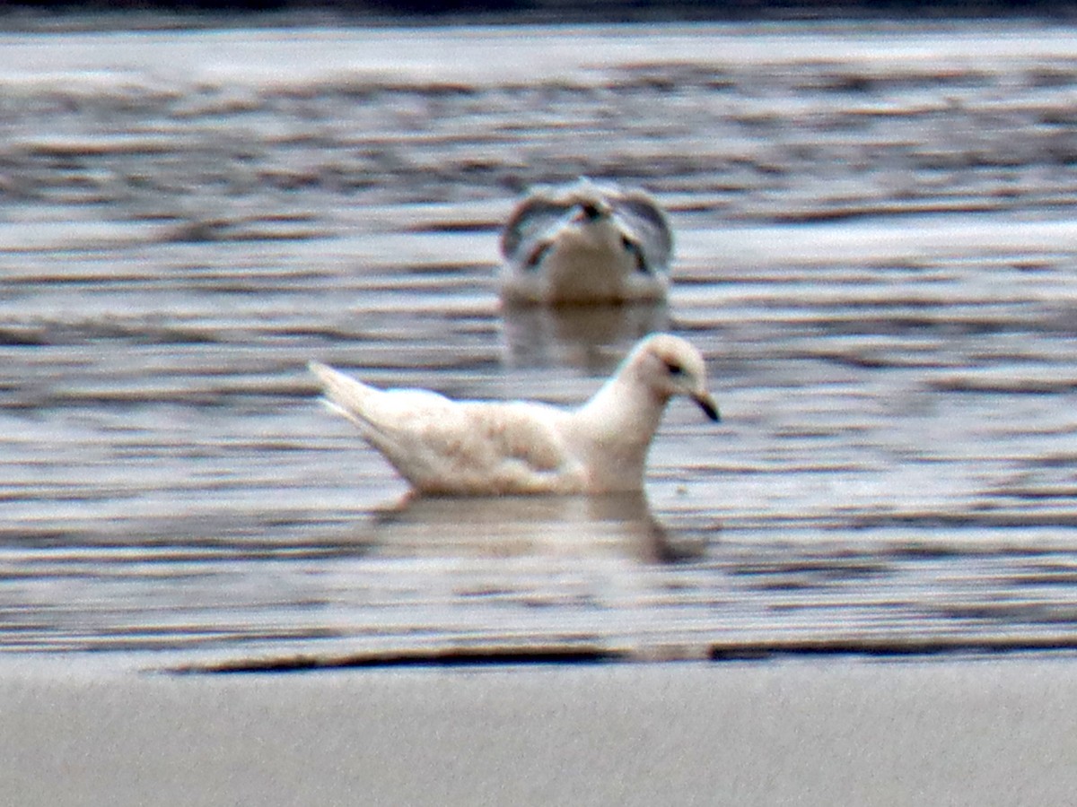 שחף איסלנדי - ML196324151