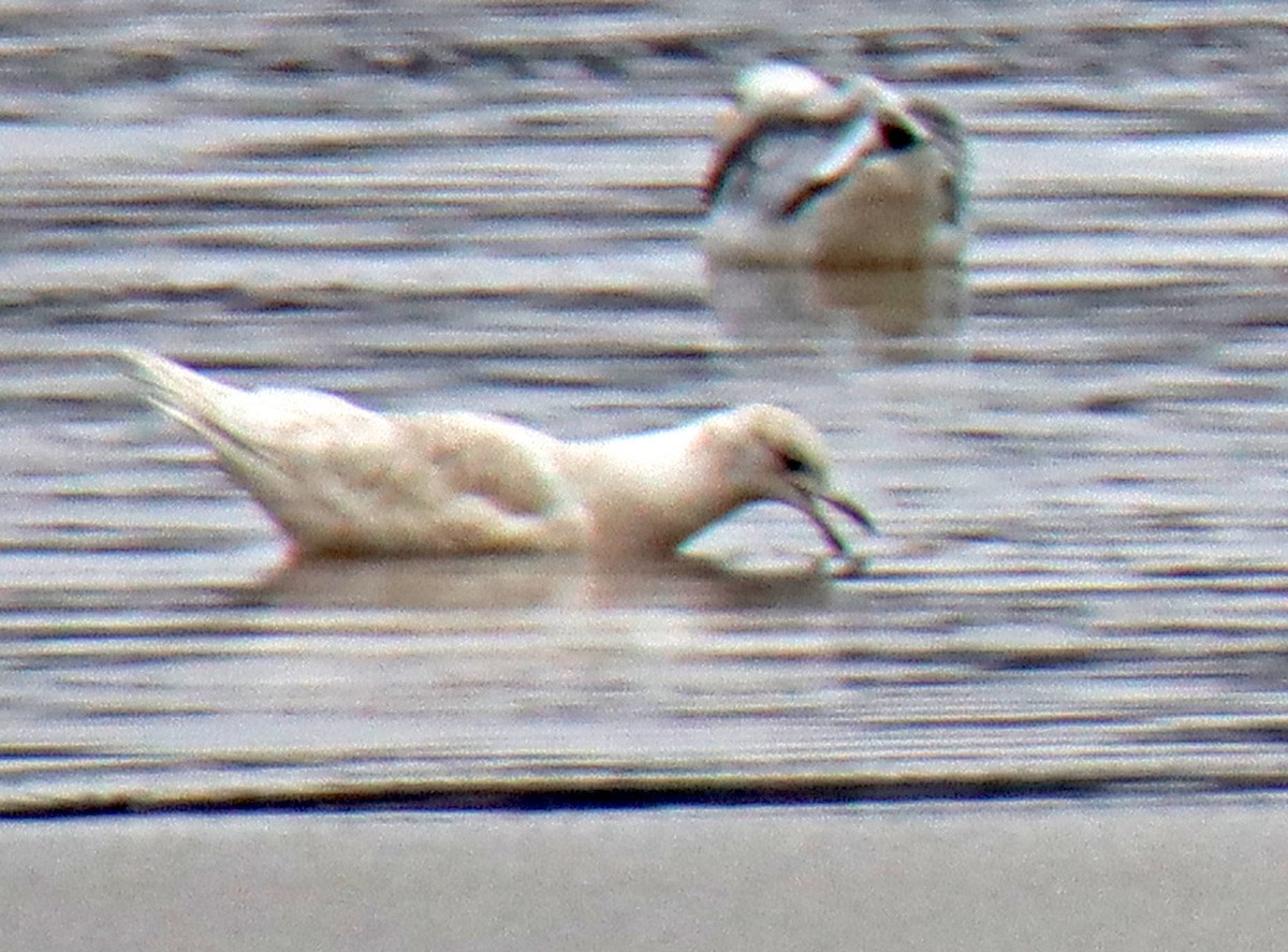 שחף איסלנדי - ML196324161