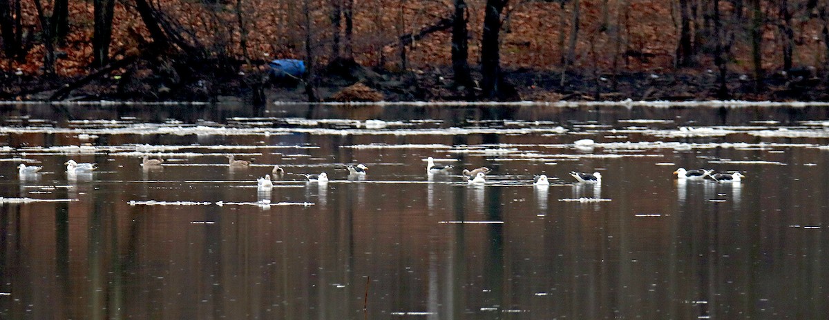 שחף ימי - ML196324221