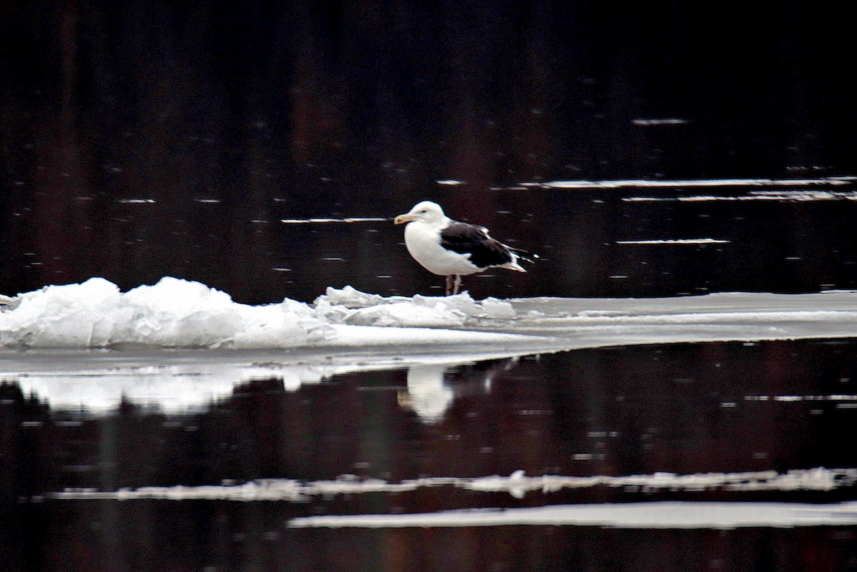 שחף ימי - ML196324231