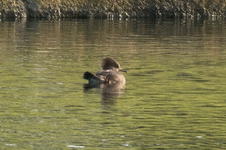 Hooded Merganser - ML196324771