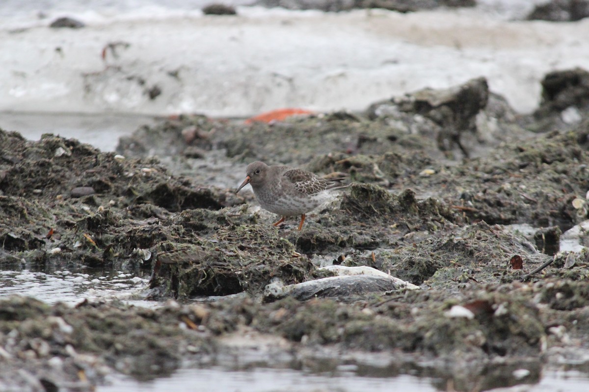 Purple Sandpiper - ML196324921