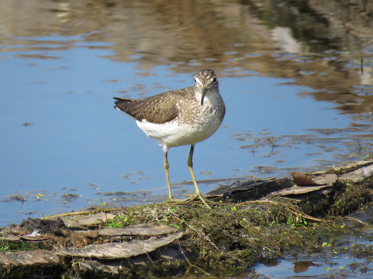 Solitary Sandpiper - Sandi Brunette-Hill