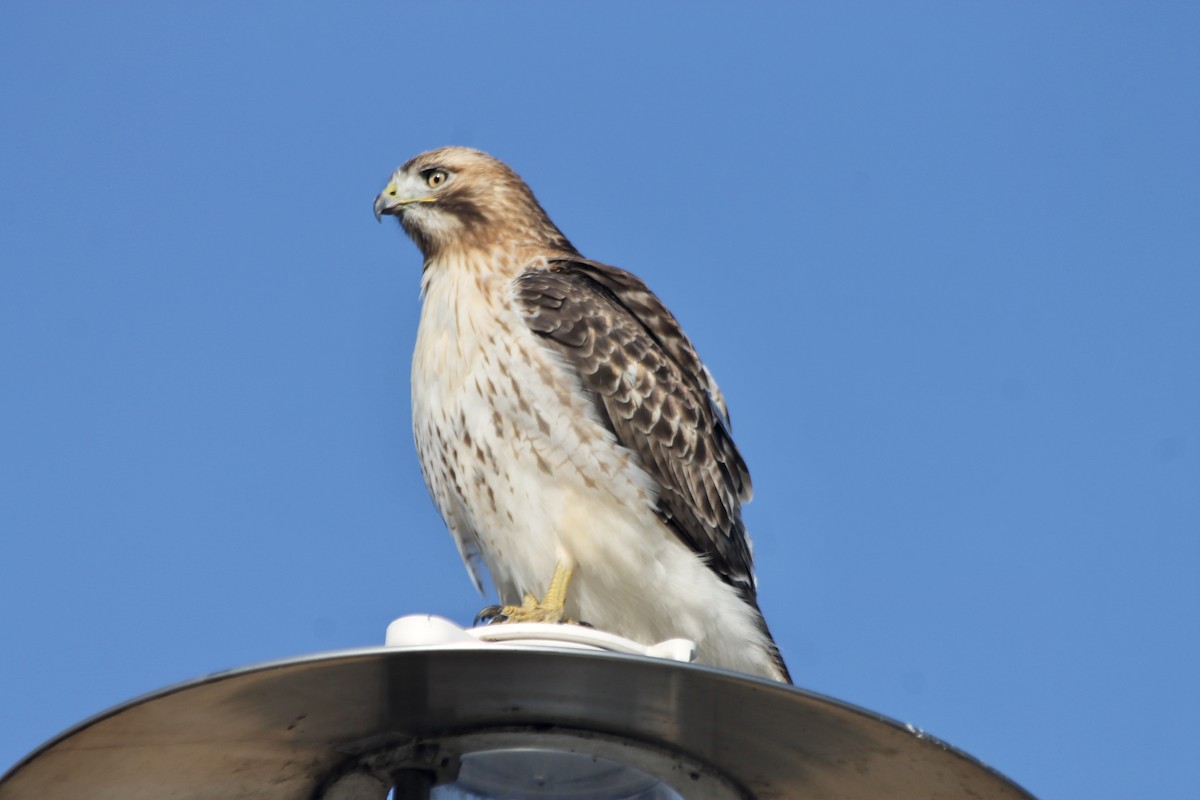 Red-tailed Hawk - ML196326011