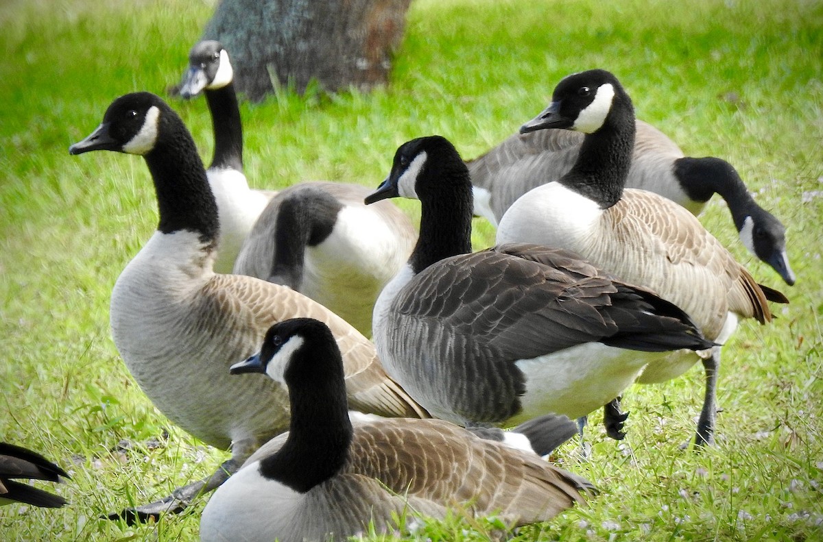 Canada Goose - ML196326241