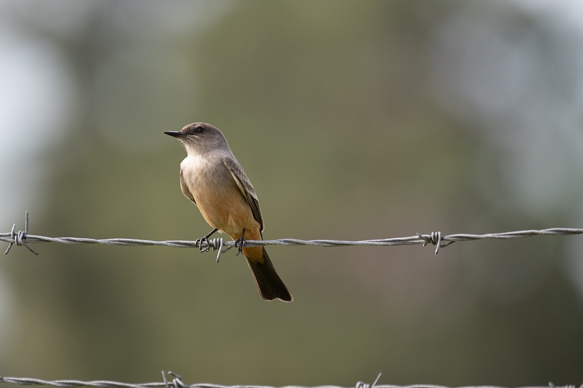 Say's Phoebe - James McNamara