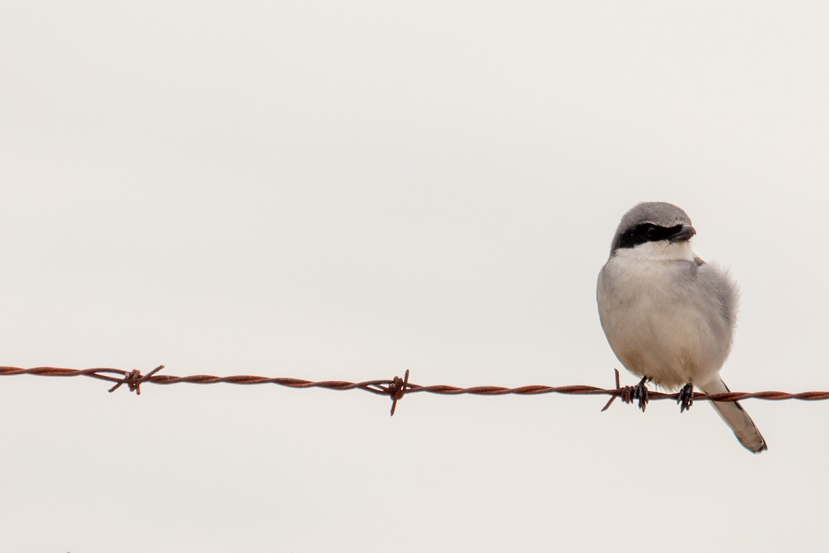 Loggerhead Shrike - ML196326571