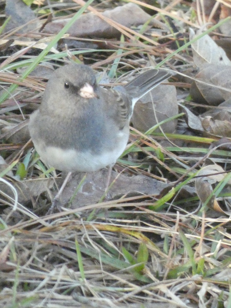 Junco ardoisé - ML196326761