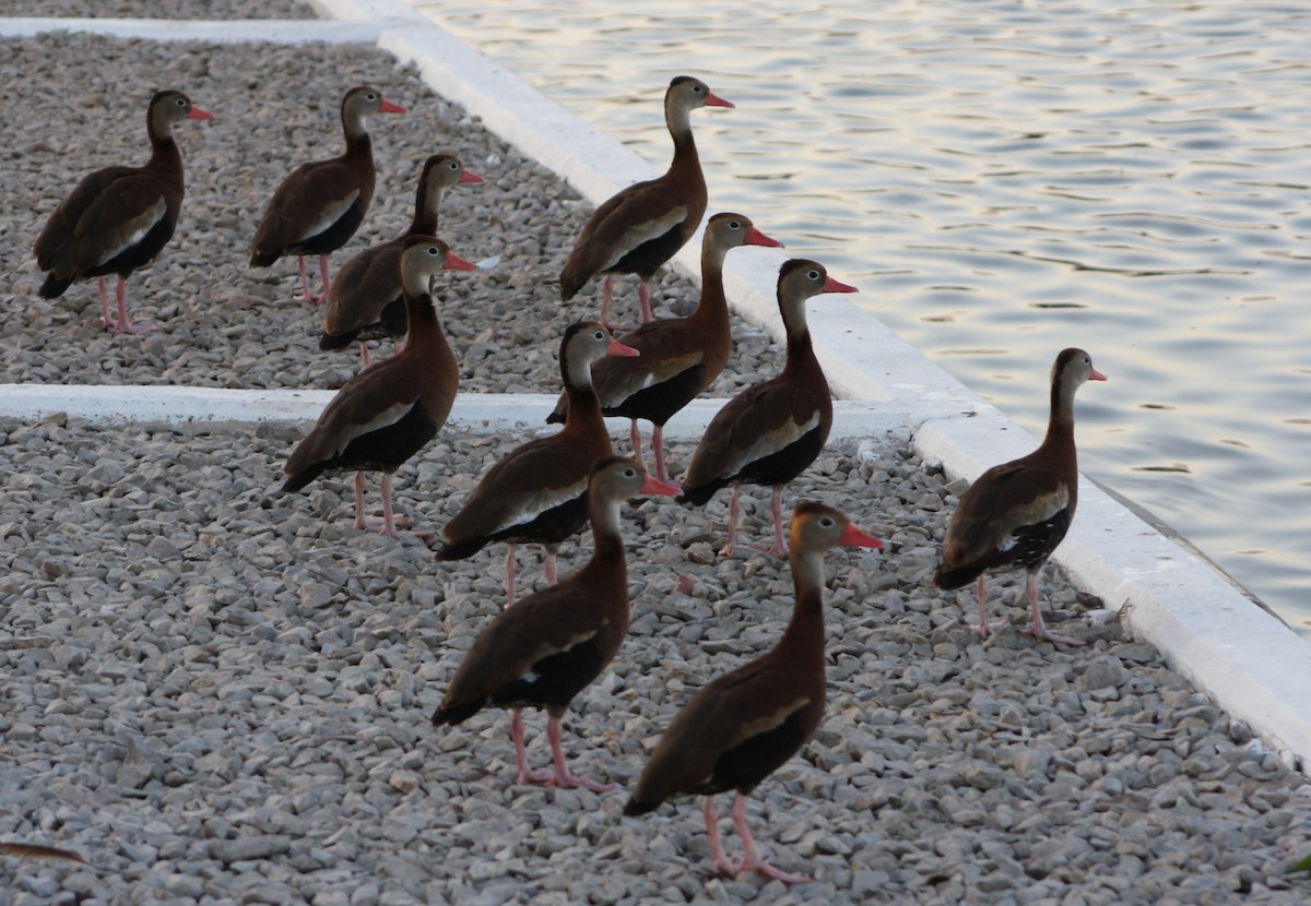 Dendrocygne à ventre noir - ML196328251