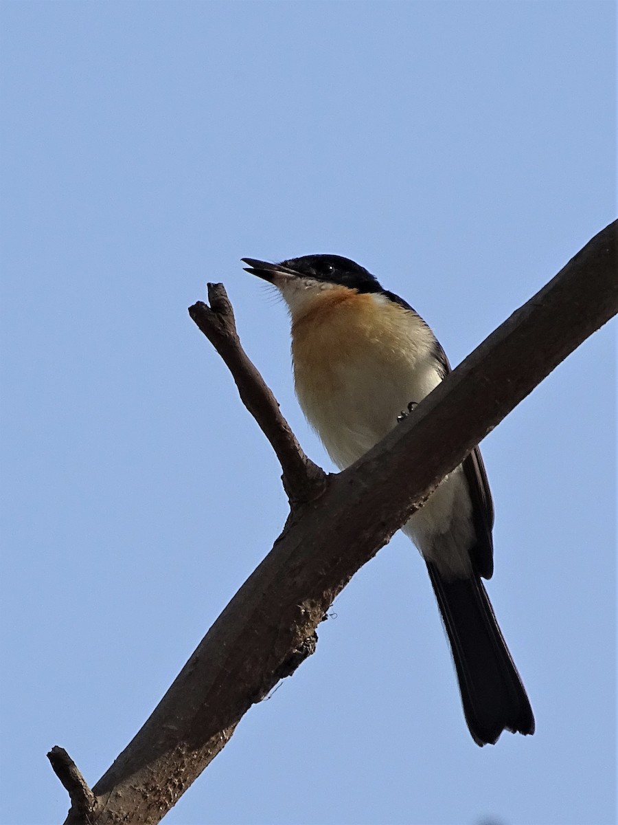 Restless Flycatcher - ML196330081