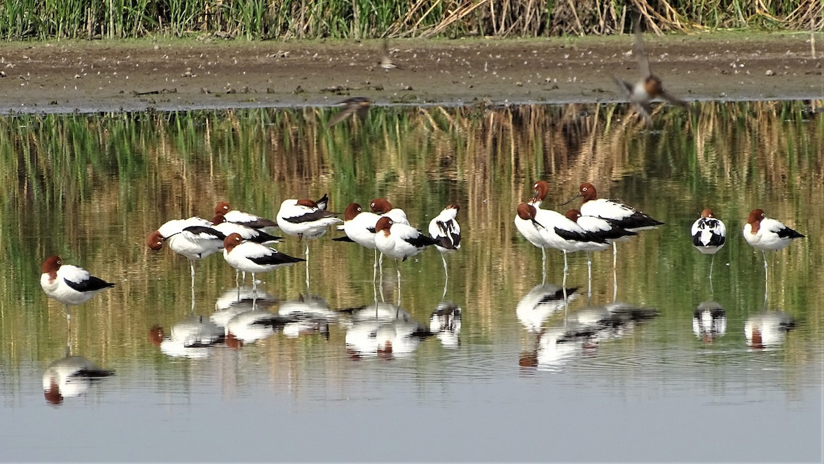 Red-necked Avocet - ML196330411