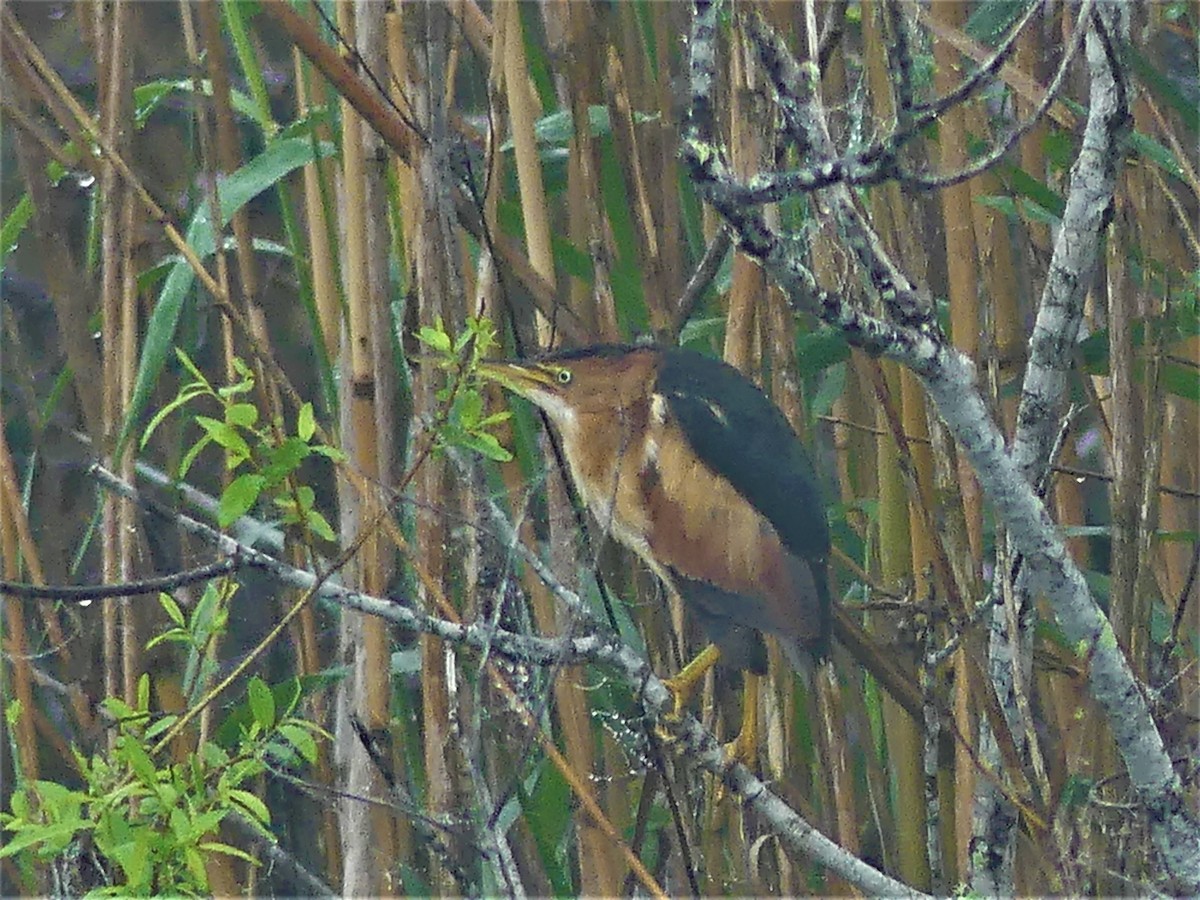 Least Bittern - ML196331271