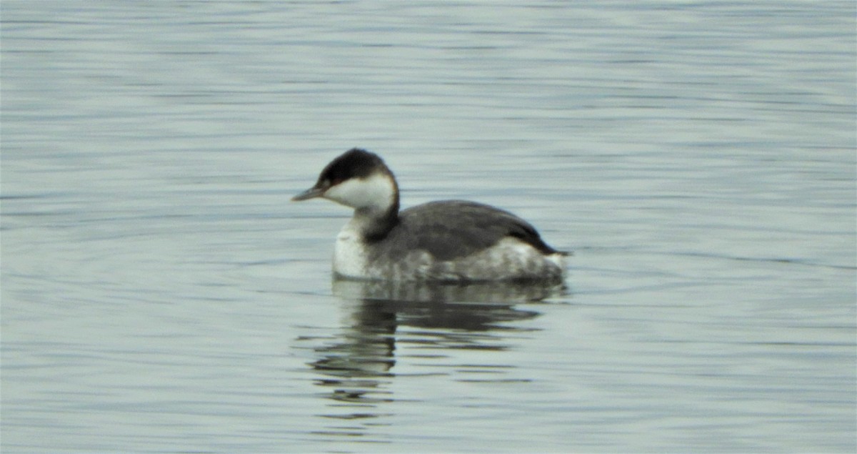 Horned Grebe - ML196333801