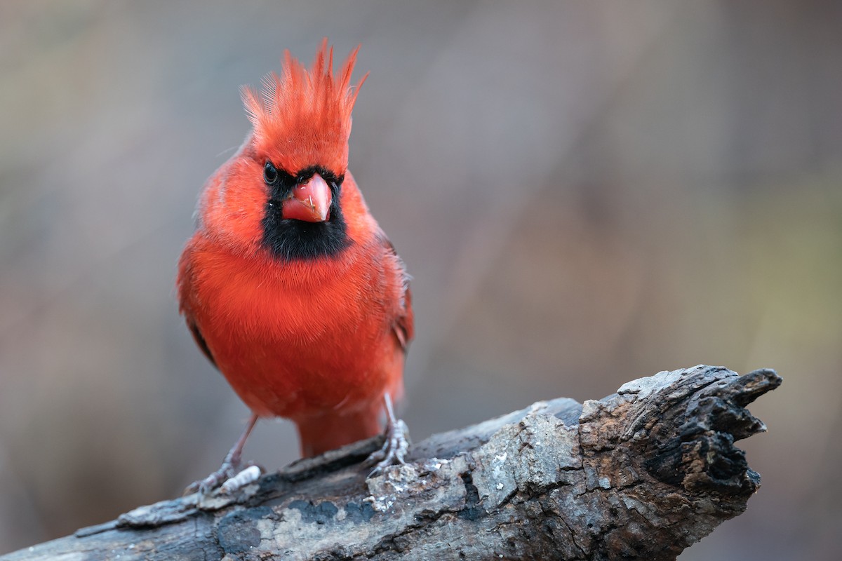 Northern Cardinal - Ryan Sanderson
