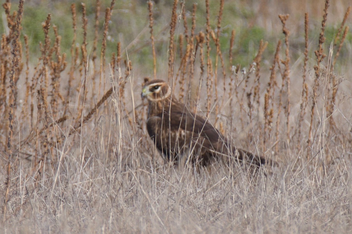 Northern Harrier - ML196334471