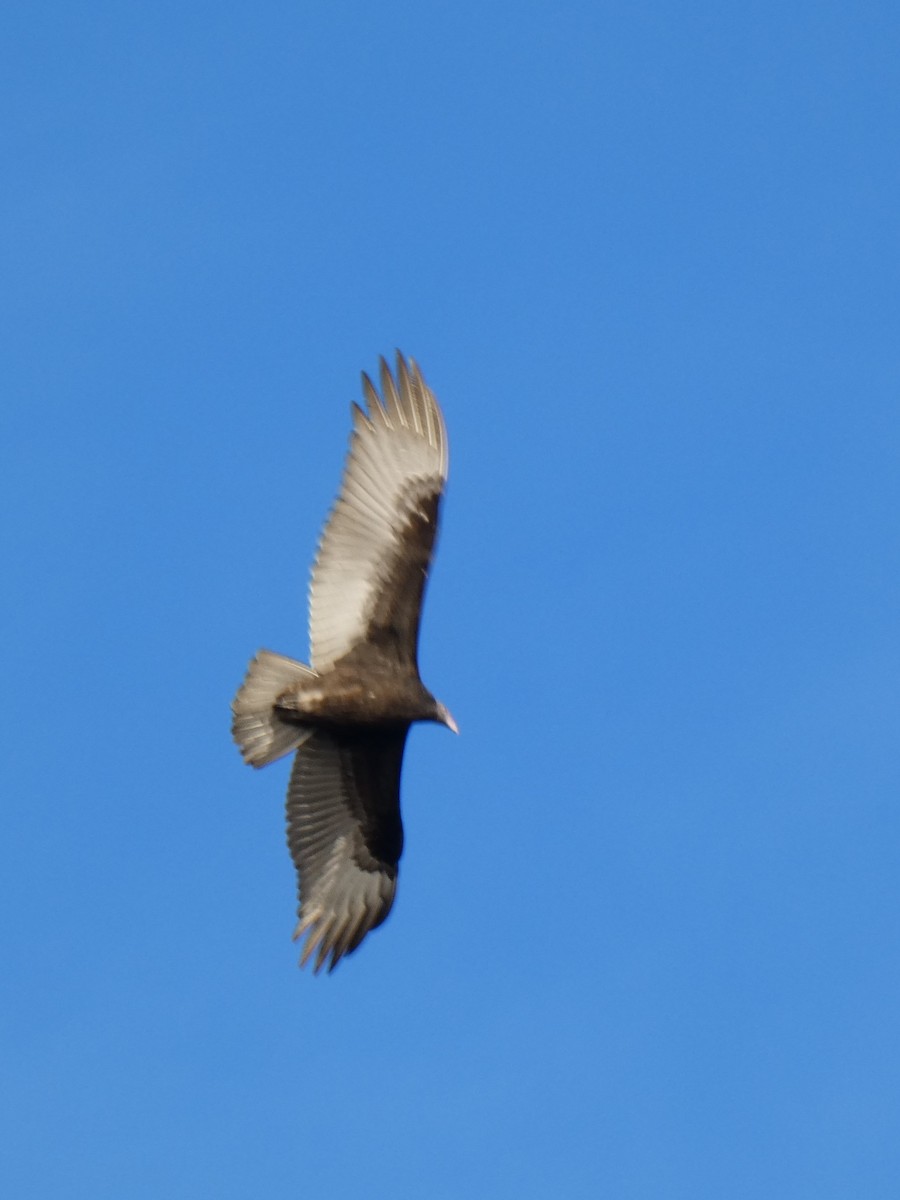 Turkey Vulture - ML196335131