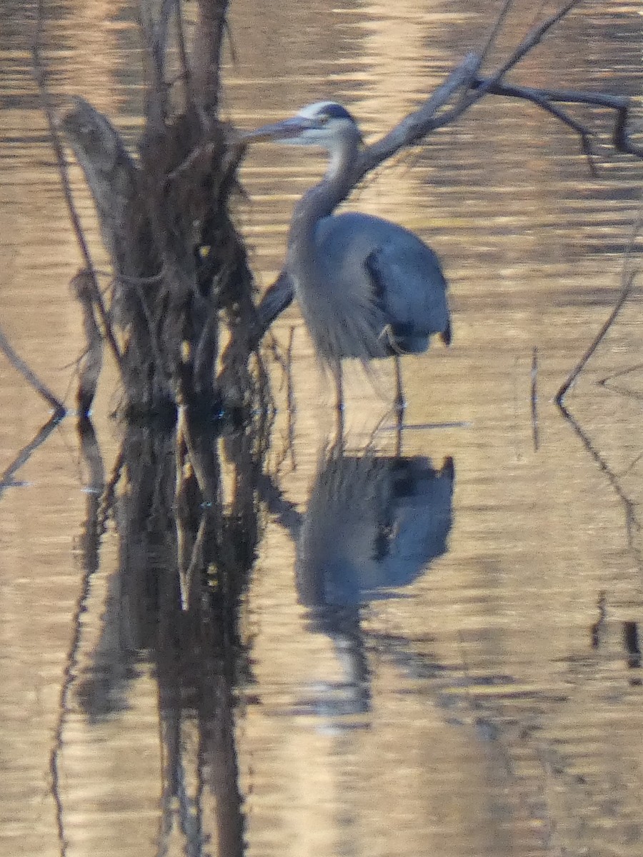 Garza Azulada - ML196335321