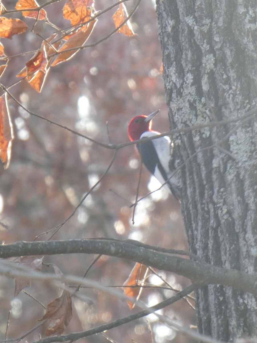 Red-headed Woodpecker - ML196335911