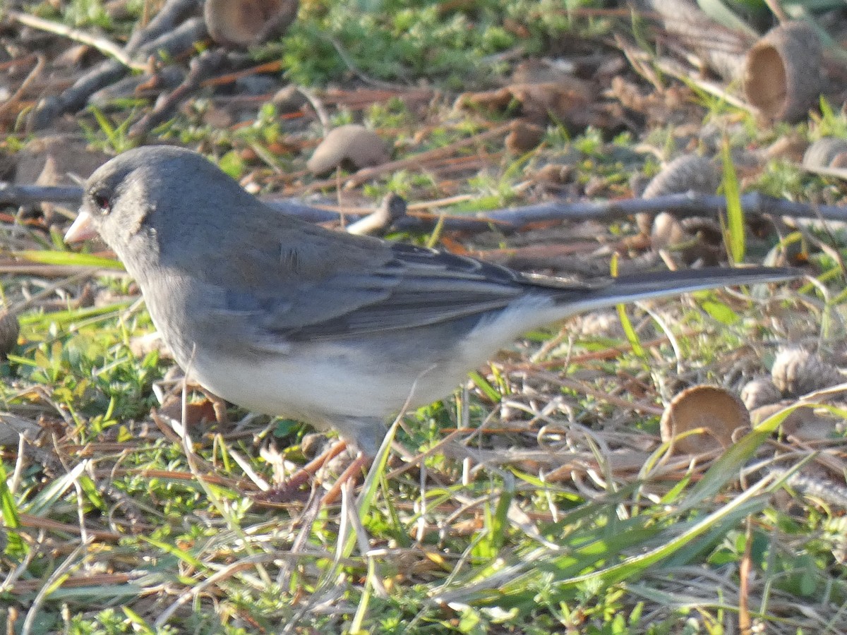 Junco ardoisé - ML196337041