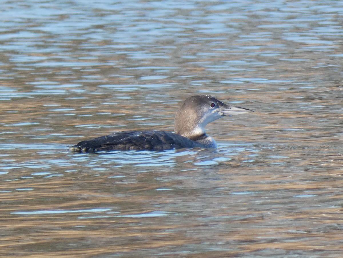 Plongeon huard - ML196337321