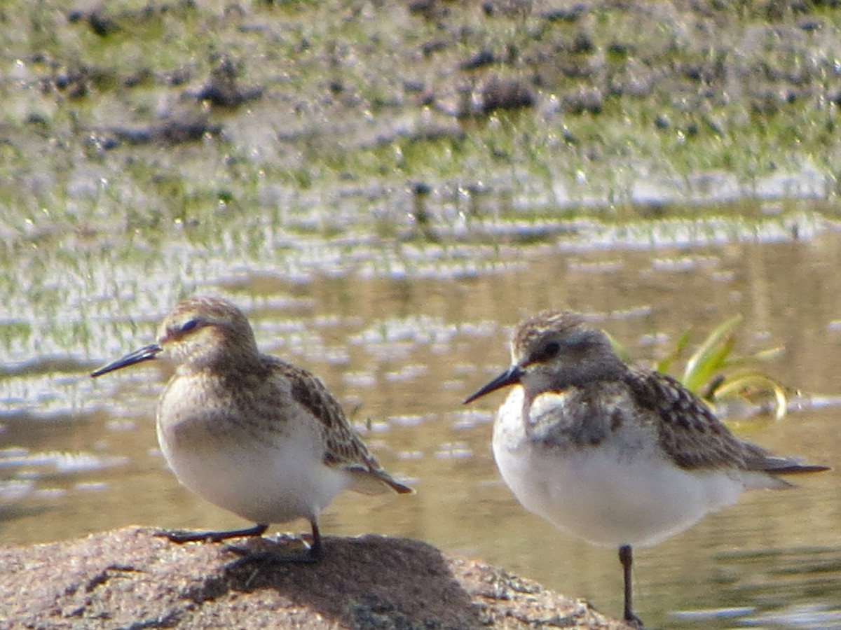 Baird's Sandpiper - ML196337421