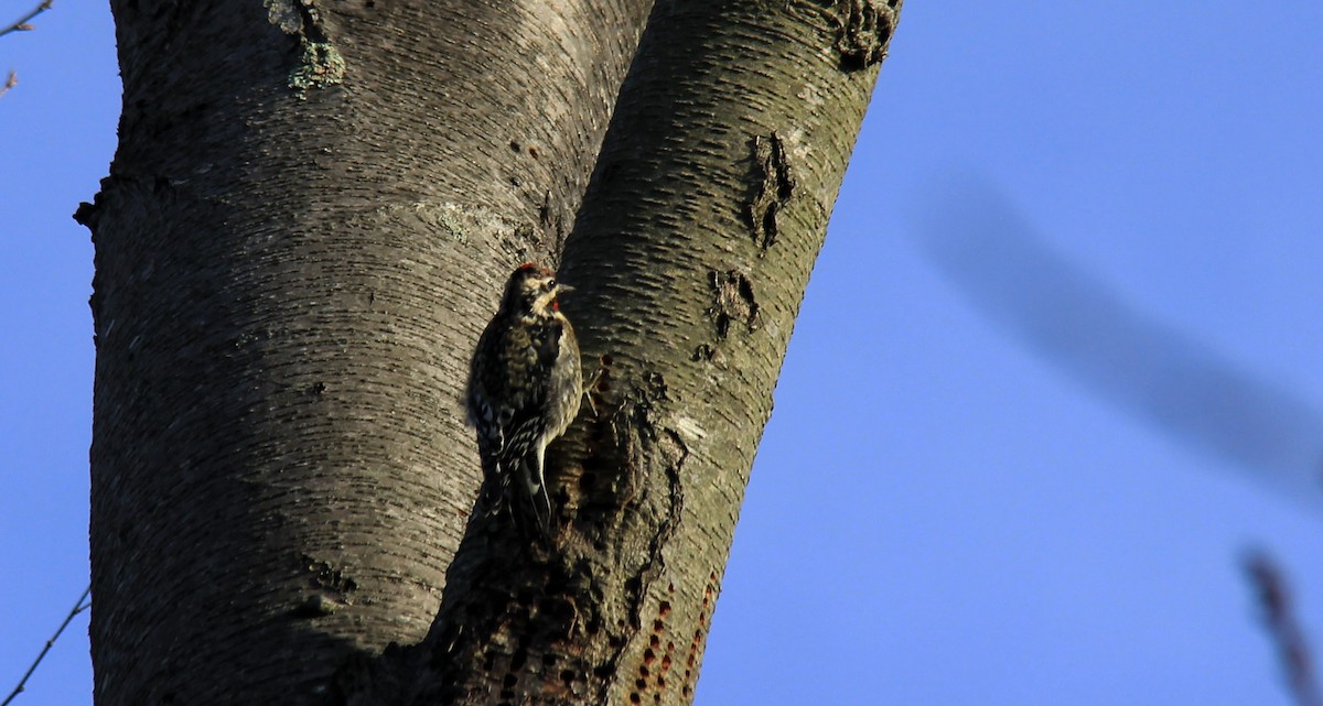 Yellow-bellied Sapsucker - ML196338891