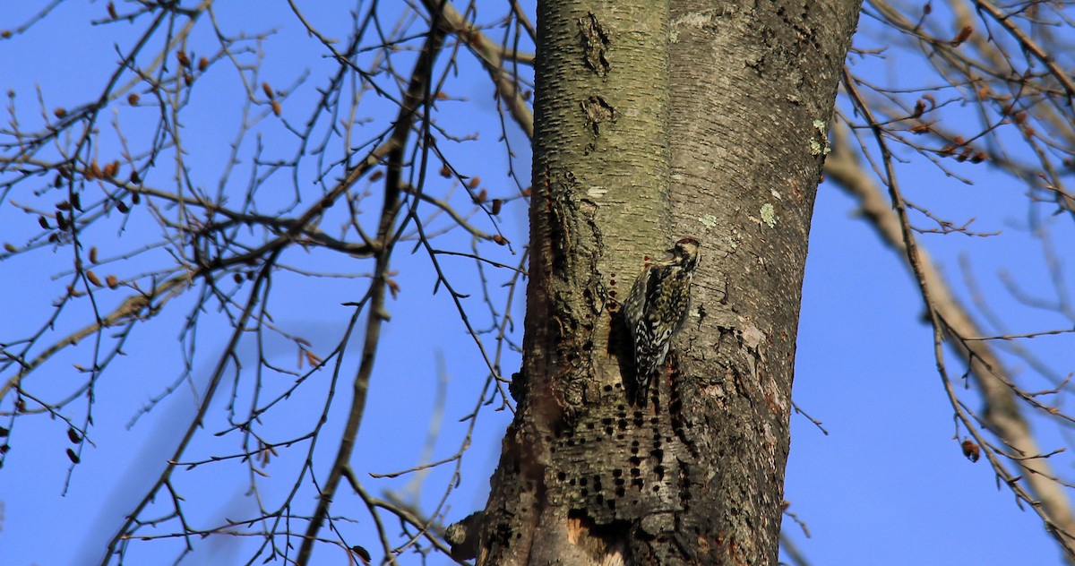 Yellow-bellied Sapsucker - ML196338931