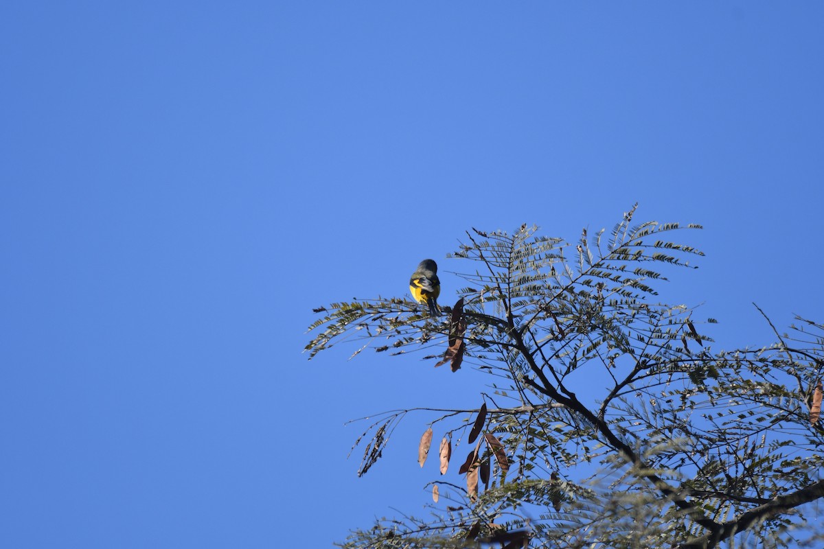 Long-tailed Minivet - ML196339121