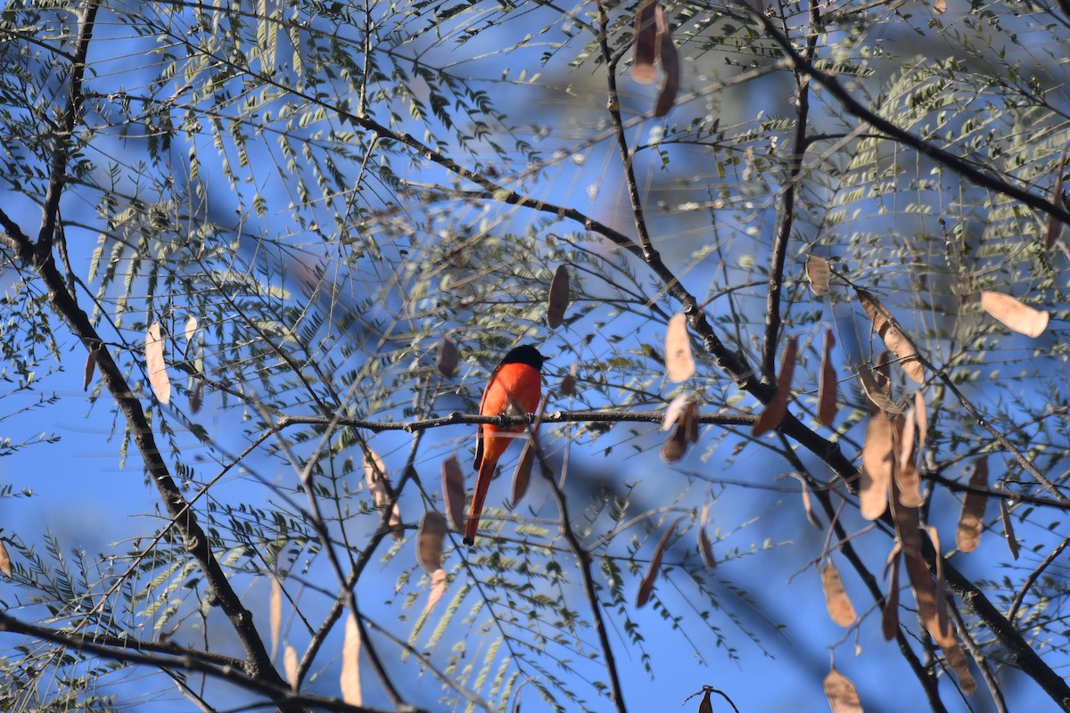 Long-tailed Minivet - ML196339141