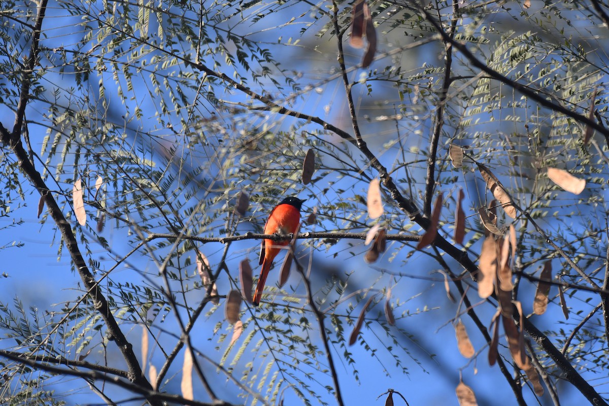 Long-tailed Minivet - ML196339151