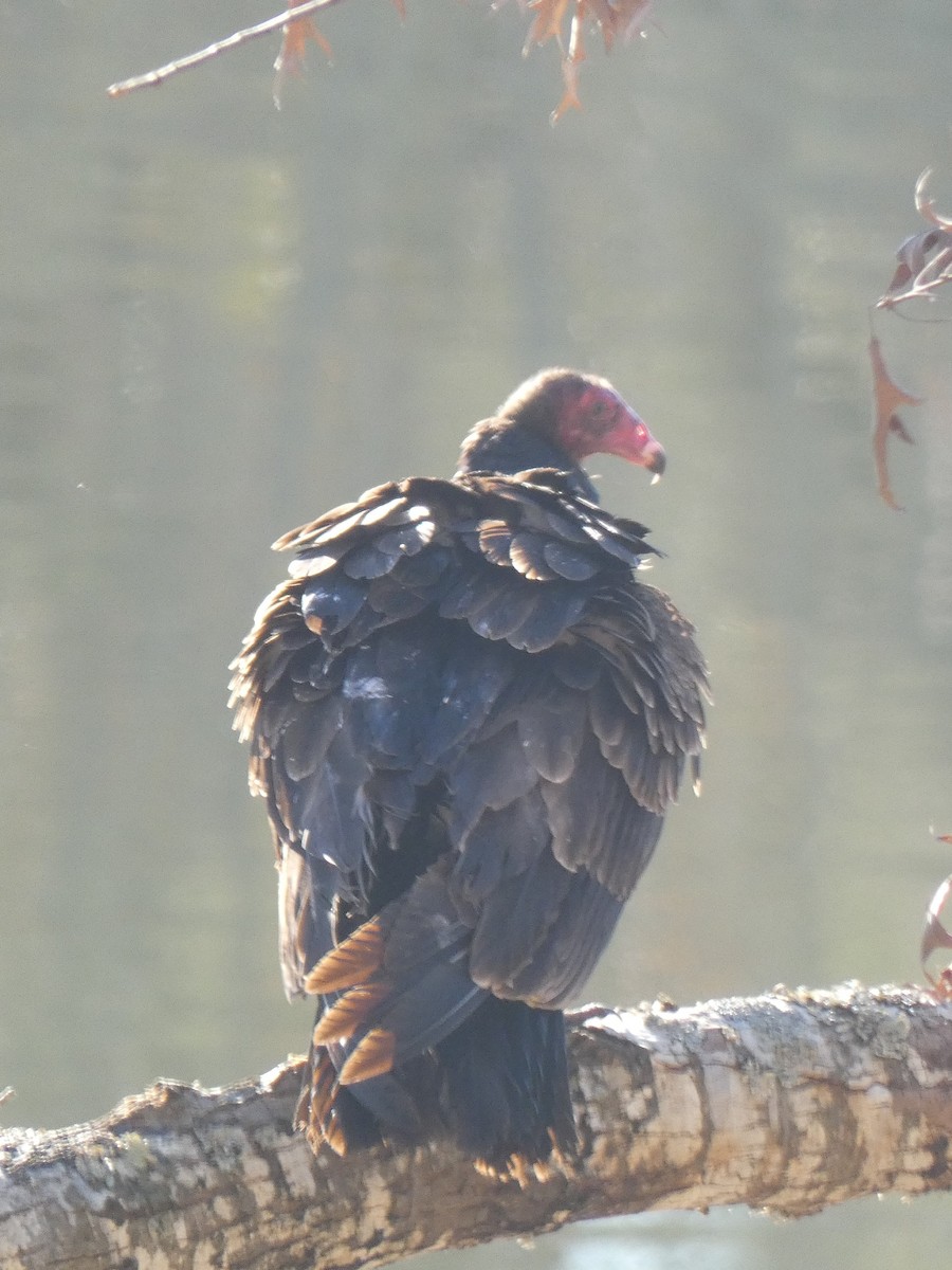 Turkey Vulture - ML196340671