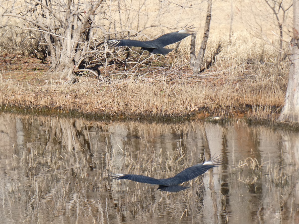 Black Vulture - ML196341181