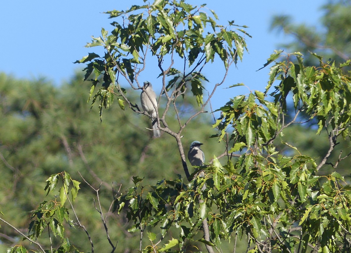 Mexican Jay - Carlos Gonzalez