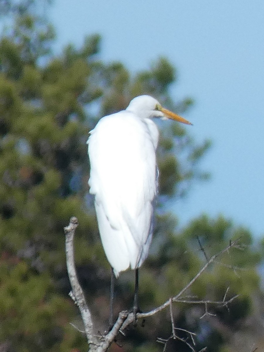 Great Egret - ML196342221