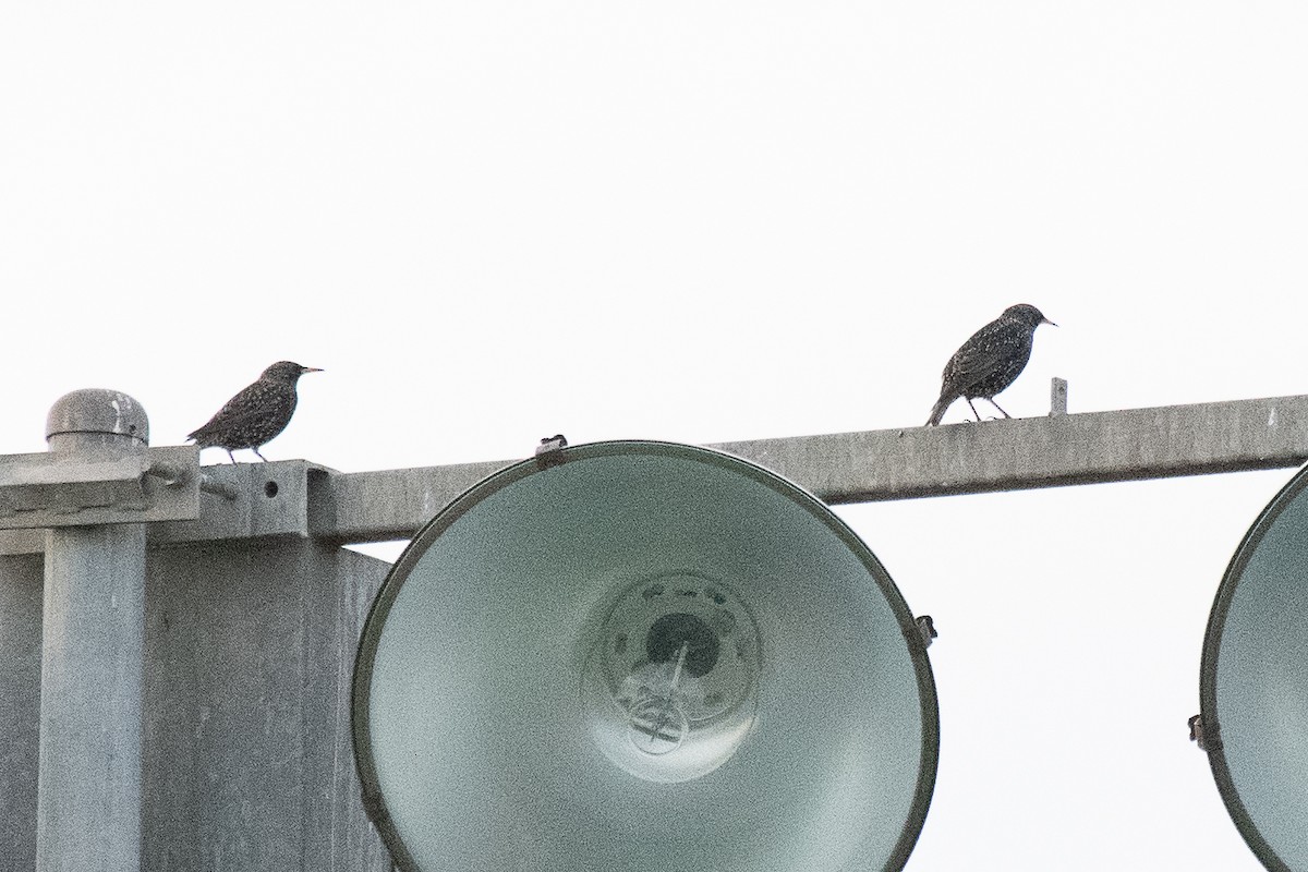 European Starling - ML196343541