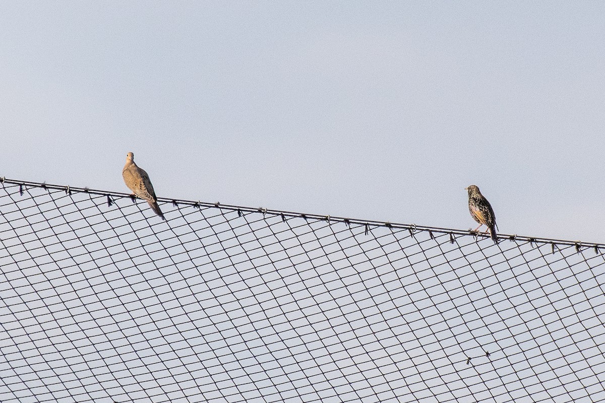 European Starling - ML196343551