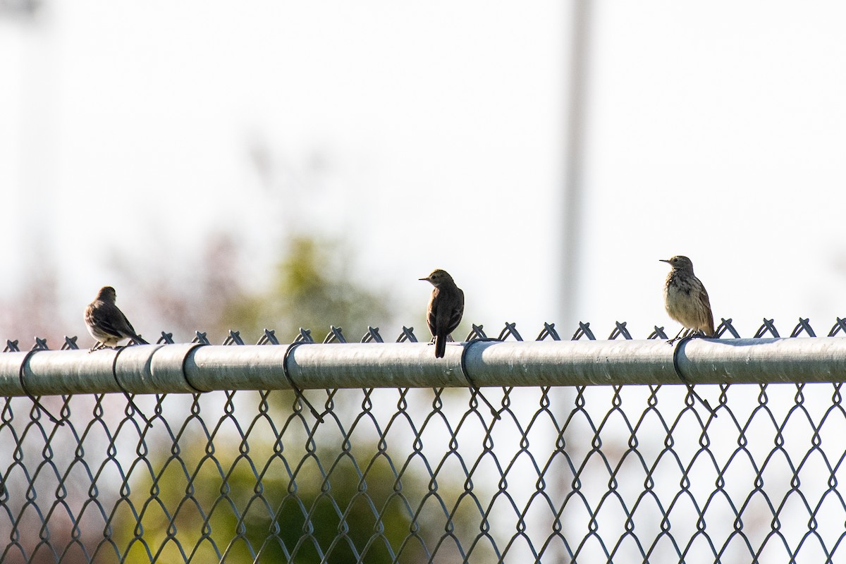 American Pipit - ML196343691