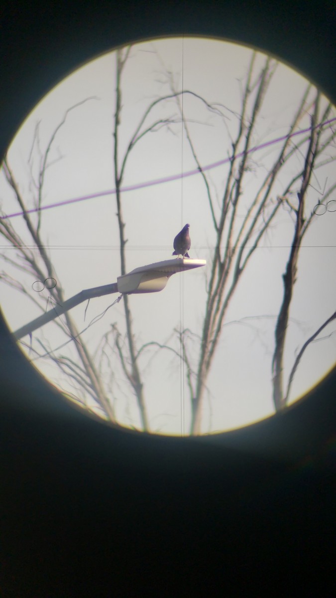 Rock Pigeon (Feral Pigeon) - ML196343701