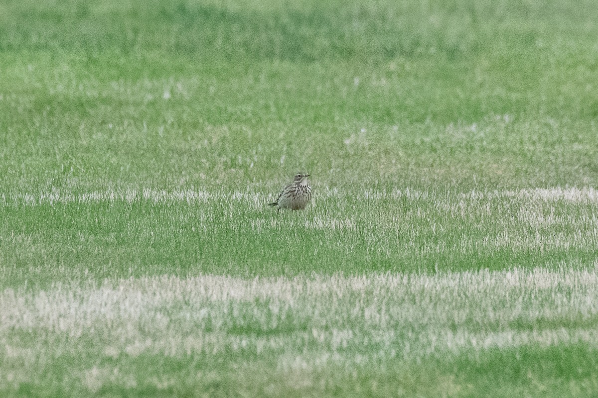 American Pipit - ML196343731