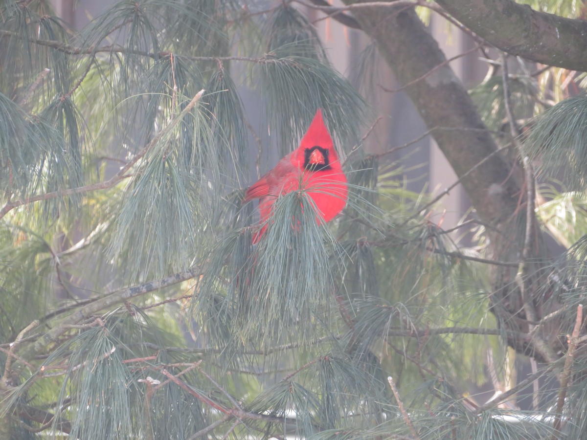 Northern Cardinal - ML196344681