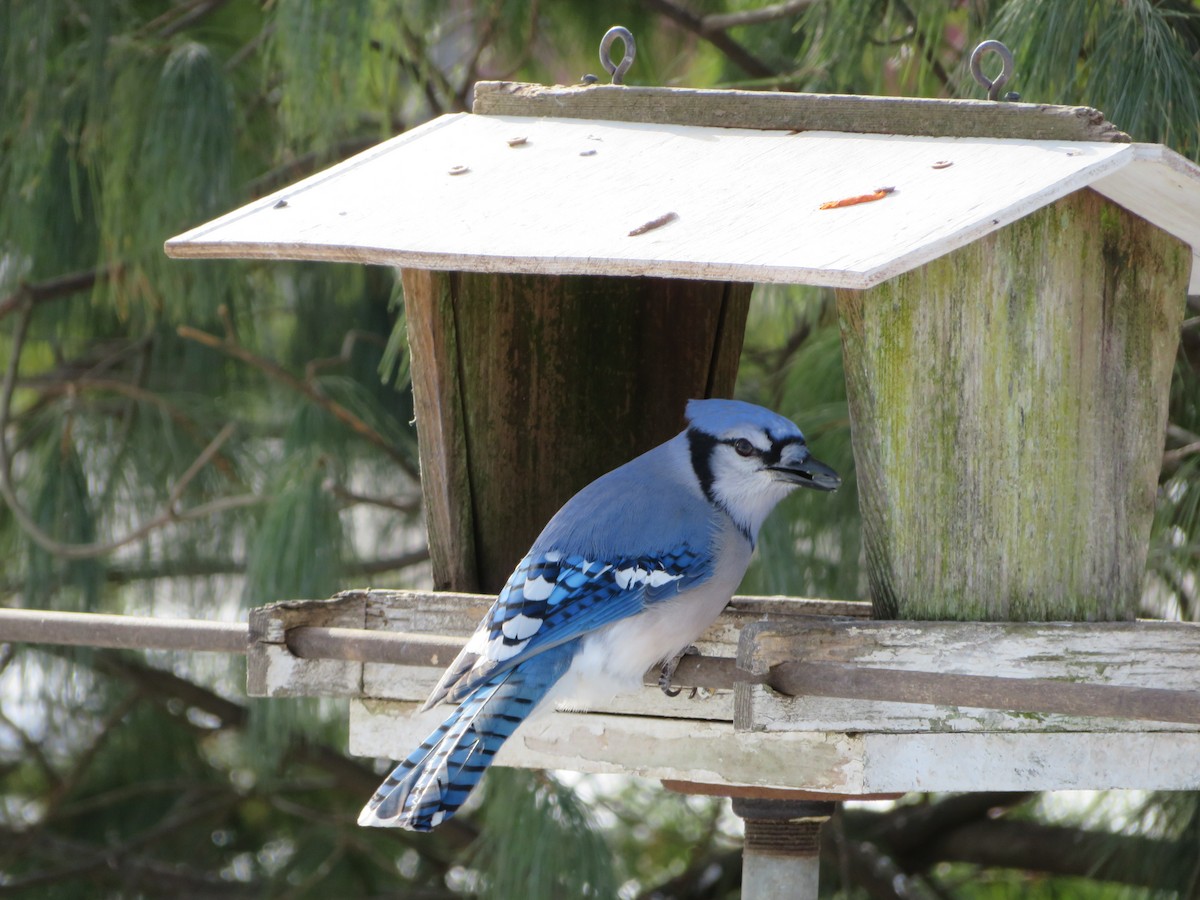 Blue Jay - ML196344691