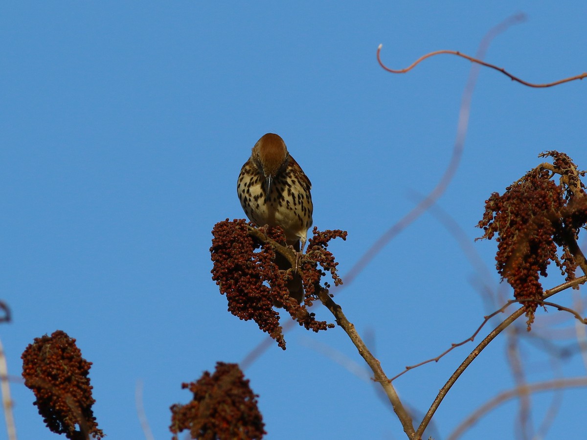 Brown Thrasher - ML196346331