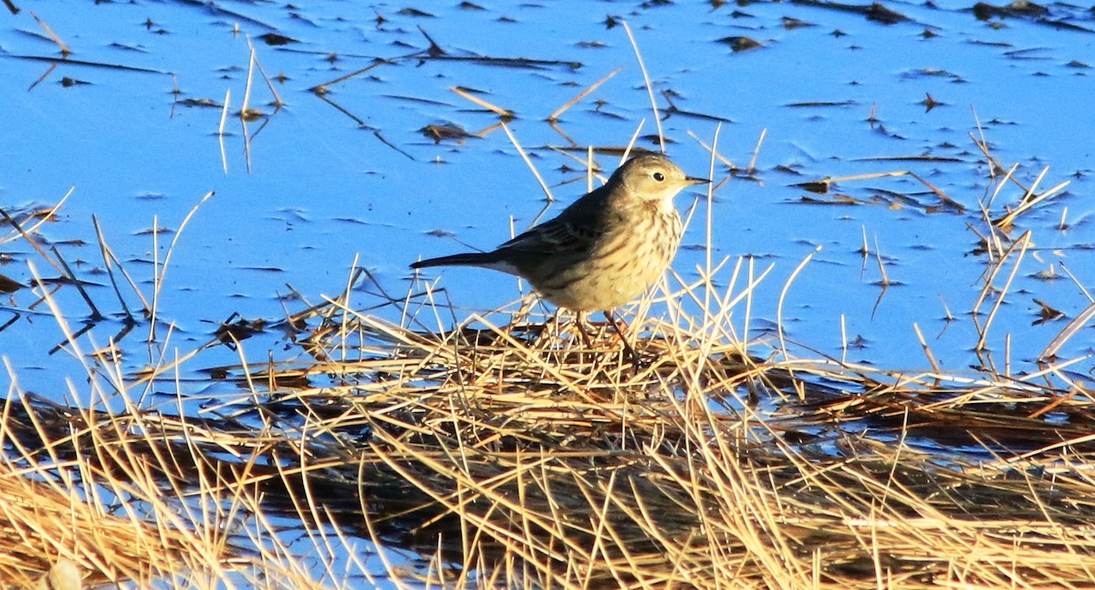 American Pipit - Doug and Diane Iverson