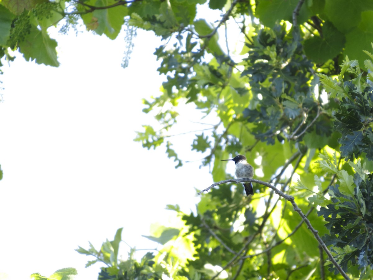 Black-chinned Hummingbird - ML196348181